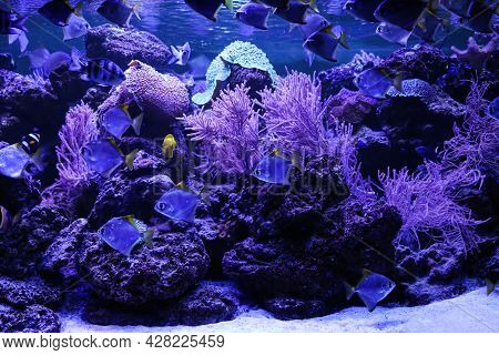 Many Beautiful Silver Moony Fishes In Aquarium