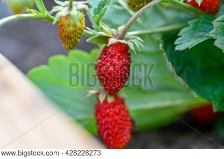 Wild Strawberries Handpicked In Garden Ready To Eat
