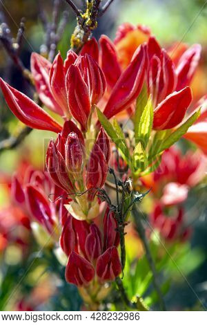 Lush Flowering Red Rhododendron Catawbiense Grandiflorum Bush On A Bright Spring Day