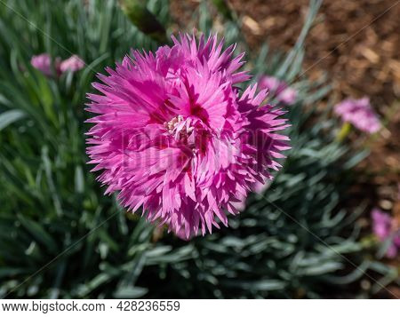 Closeup Of Bright Pink Flower - Common Pink, Garden Pink Or Wild Pink (dianthus Plumarius) With Symm