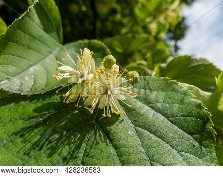 Macro Of Flowers Among Leaves Of Small-leaved Lime (tilia Cordata) Usually Collected For Tilleul (li