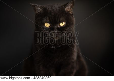 Portrait Of A Black Cat Close Up On The Black Background. Scottish Short Hair Cat. Cats Eye.
