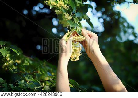 Hands Pick The Linden From The Tree. Linden Flowers In Hands. Harvesting From A Linden Tree.