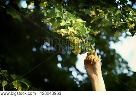 Hands Pick The Linden From The Tree. Linden Flowers In Hands. Harvesting From A Linden Tree.