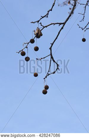 London Plane Branch With Seeds And Buds Against Blue Sky - Latin Name - Platanus X Hispanica (platan