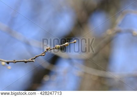 Common Hackberry Branch With Buds - Latin Name - Celtis Occidentalis