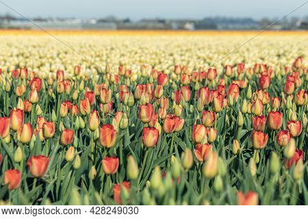 Blooming Multicilor Tulip Fields. Floral Spring Background.