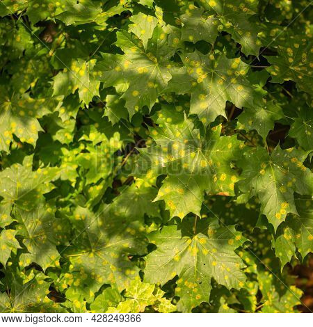 Maple Leaves Affected By Rhytisma Acerinum Disease