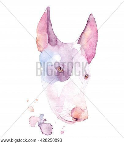 Watercolor Drawing Of A Pet - Dog. Ibizan Hound.