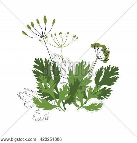 Dill And Coriander Seasoning On A White Background, Spices, Herbs. Cultivation Of Useful And Natural
