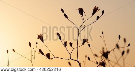 Branches Of A Blooming Wild Flower Crepis Of The Field With Buds And Faded Flowers Against A Sunset 