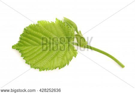 Green Hazelnut Leaves Isolated On White Background. Fresh Green Hazel Leaf.