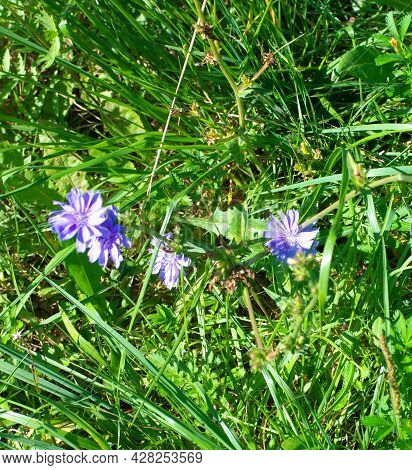 Green Grass At Dry Sunny Summer Day