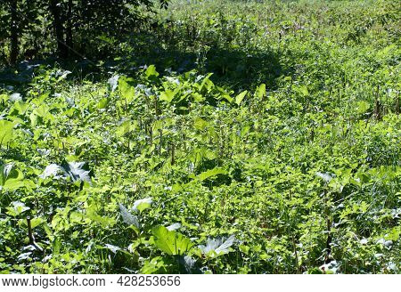 Green Grass At Dry Sunny Summer Day
