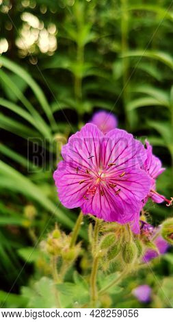 Wild Geraniums Geranium Viscosissimum Blooms. Sticky Purple Geraniums. Bloom Time. Selective Focus. 