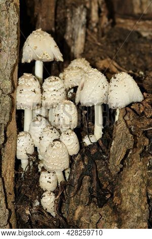 Close-up Of A Group Of White Scaly Inkcap Mushrooms Growing Inside A Rotting Tree Trunk.