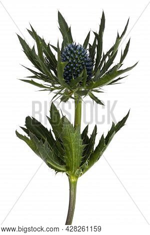 Side View Of Single Mediterranean Sea Holly Aka Eryngium Bourgatii Flower Head. Isolated On A White 