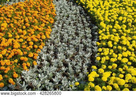 Marigolds Shades Of Yellow And Orange , Floral Background . Tagetes Erecta, Mexican Marigold, Aztec