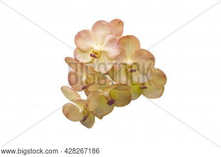 Pink And Yellow Orchid Vanda Flower Isolated On White Background Included Clipping Path.