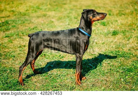 Young, Beautiful, Black And Tan Doberman Standing On The Lawn. Dobermann Is A Breed Known For Being 