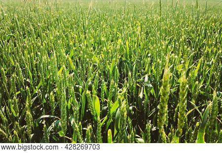 Barley Field With Shining Green Barley Ears In Early Summer