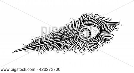 Peackock Feather With An Eye. Exotic Bird Feather Isolated In White Background. Hand Drawn Vector Il
