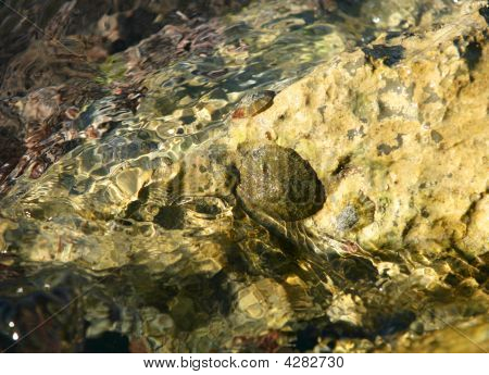 海洋の岩の上のドック、フジツボ