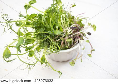 Healthy Eating. Home-grown Vegetables. Fresh Leaves Of Greenery Growing In The Garden. Microgreen