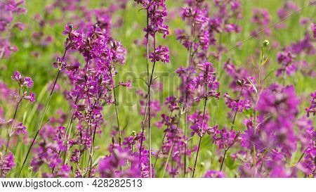 Beautiful Delicate Purple Flowers Of Viscaria Vulgaris Growing In The Meadow In The Summer Close-up.