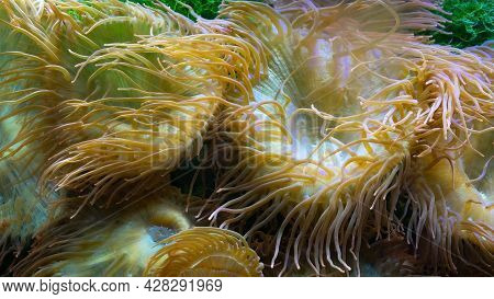 Mother Of Pearl Or Nacreous And Yellow Sea Anemones Close Up On A Tropical Coral Reef. Undersea Worl