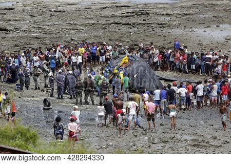 Humpback Whale Killed In Salvador