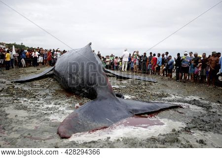 Humpback Whale Killed In Salvador