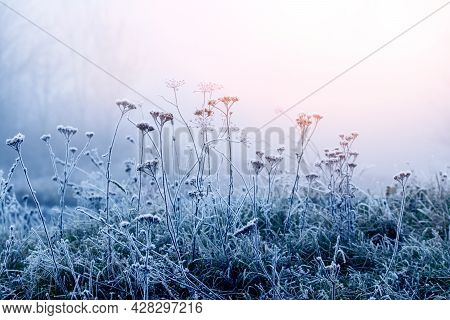 Frost-covered Thickets Of Dry Grass In Winter In The Fog, Through Which The Light Of The Morning Sun