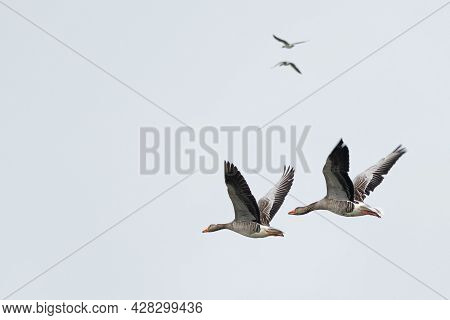 Not Only The Grebes, Also The Greylag Geese Feel That Spring Is In The Air. Loudly Honking, Two Coup