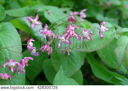 Epimedium Rubrum Flowers Or Flower Elves, Macro Photography, Selective Focus, Blurred Background, Ho