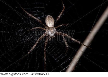 Adult Male Silver Garden Orbweaver Of The Species Argiope Argentata