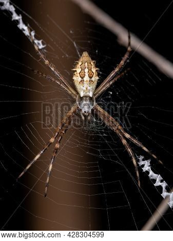 Adult Female Silver Garden Orbweaver