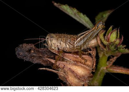 Short-horned Grasshopper Nymph Of The Family Acrididae