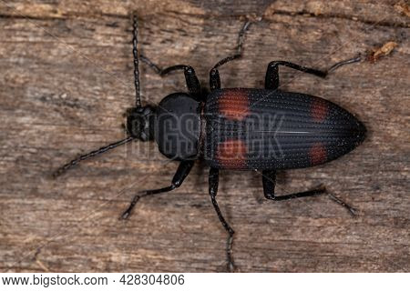 Adult Darkling Beetle