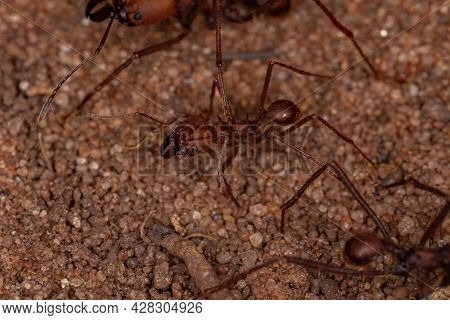 Atta Leaf-cutter Ant