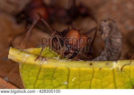 Atta Leaf-cutter Ant