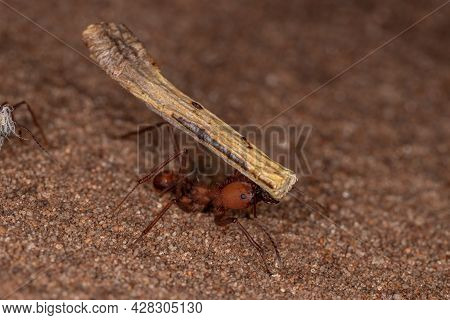 Atta Leaf-cutter Ant