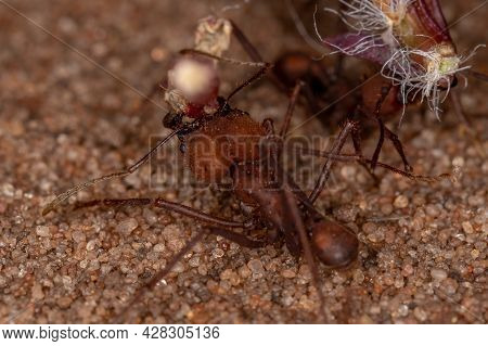 Atta Leaf-cutter Ant
