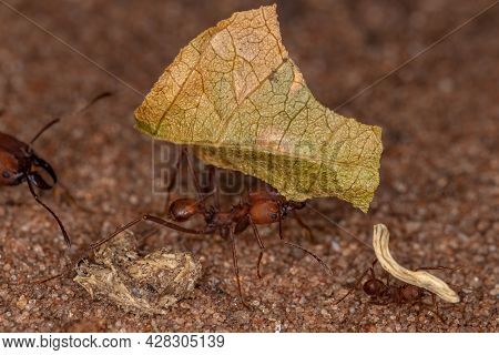 Atta Leaf-cutter Ant
