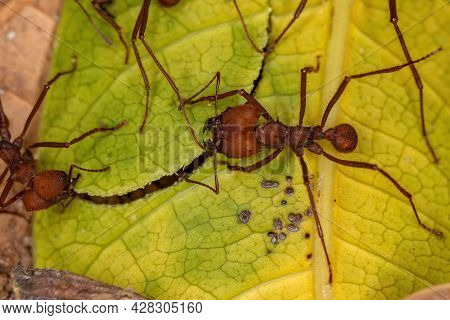 Atta Leaf-cutter Ant