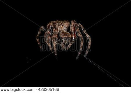 Small Orbweaver Spider