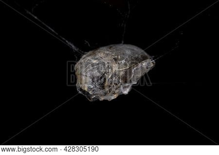 Beetle Of The Coleoptera Order Preyed On By A Brown Widow Spider Trapped In Its Silk