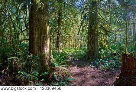 Pacific Northwest Forest Lichen. Beard Lichen Hanging From The Branches Trees In The Pacific Northwe