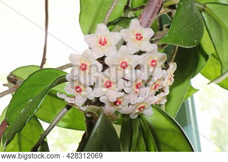 A Cluster Of Hoya Flowers Against A White Background