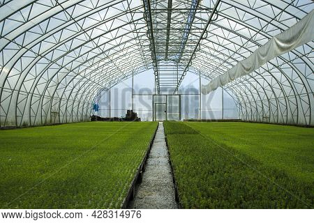 Green Seedlings Of Coniferous Trees. A Greenhouse For Growing Plants And Trees.